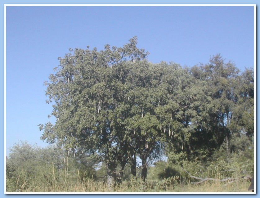 Sausage tree
